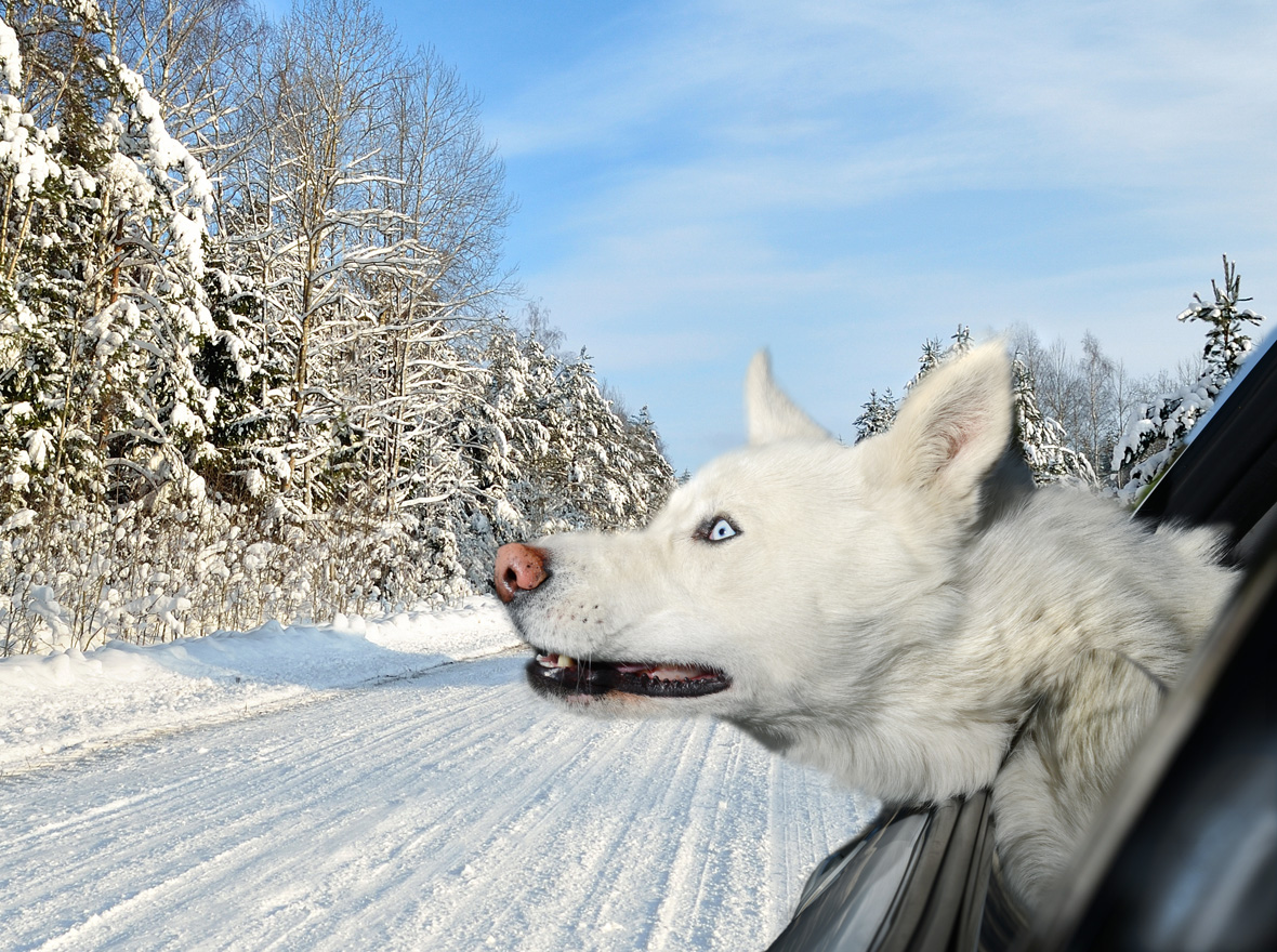 dogs in cars