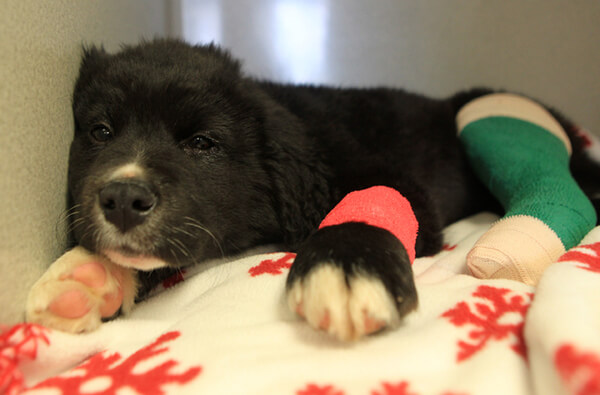 puppies with casts 11