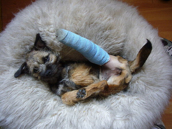 puppies with casts 13