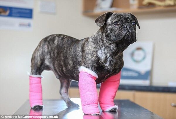 puppies with casts 20