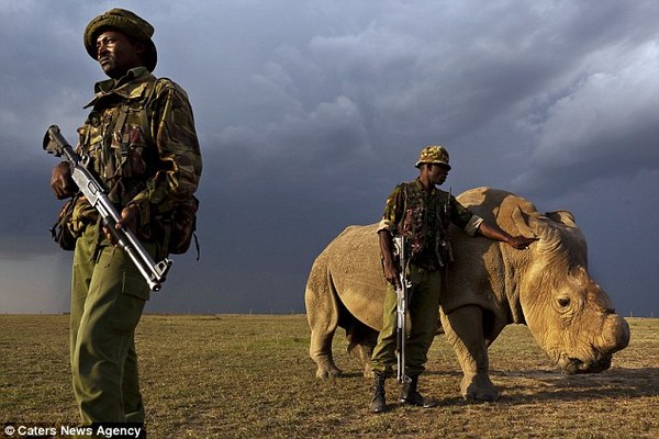 last male northern white rhino