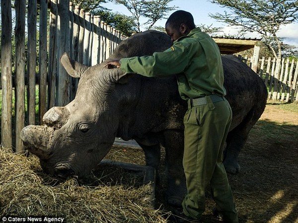 last male northern white rhino