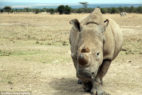 last male northern white rhino