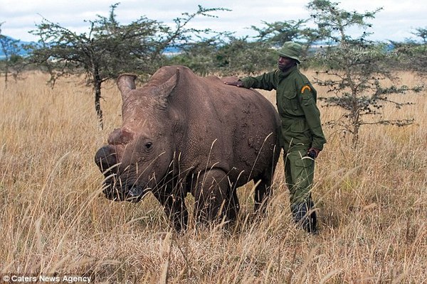 last male northern white rhino