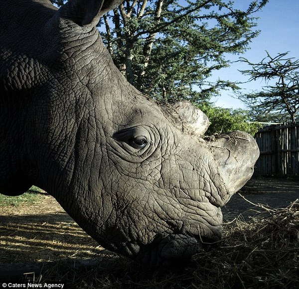 last male northern white rhino