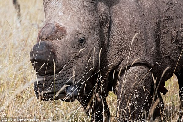 last male northern white rhino