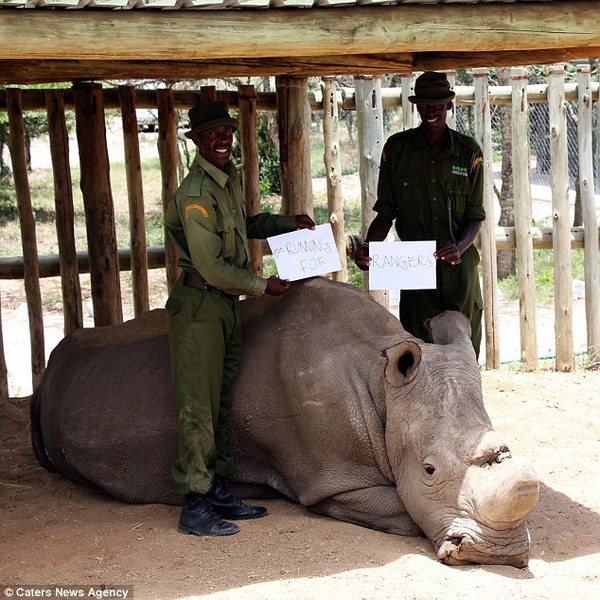 last male northern white rhino