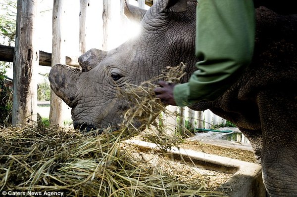 last male northern white rhino