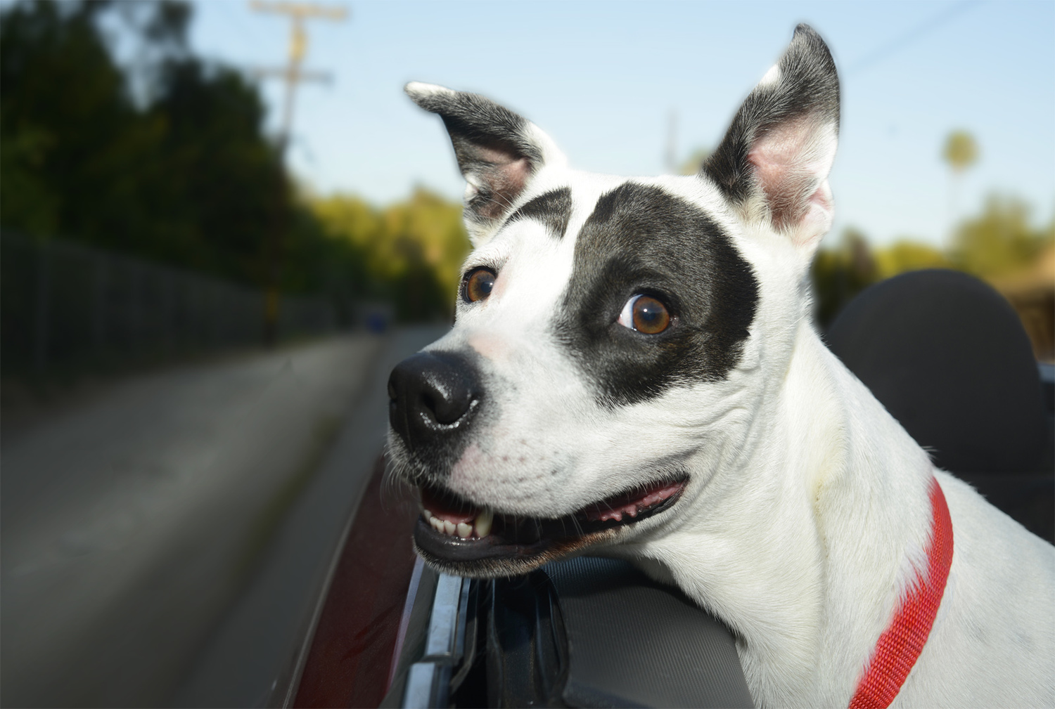 dogs in cars13