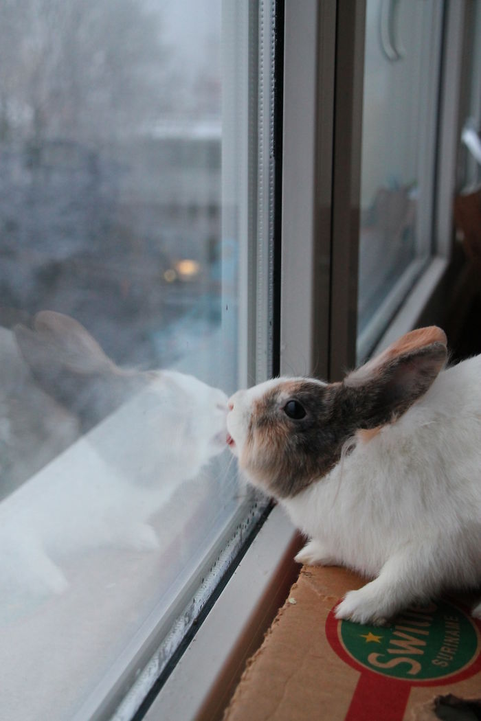 silly animals licking glass29