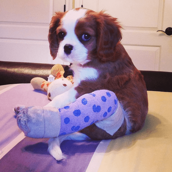 puppies with casts 5