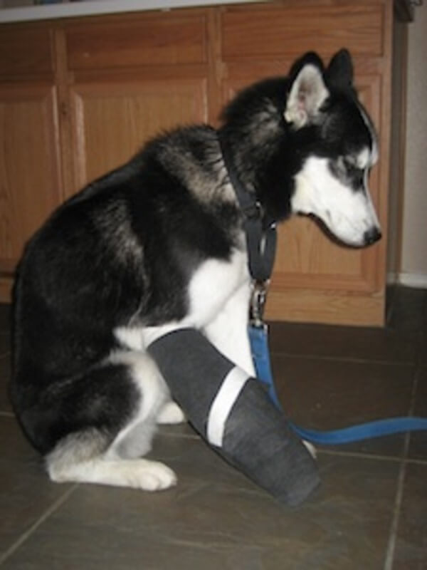 puppies with casts 21