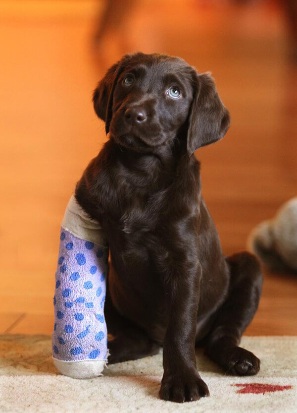 22 Dog Cast Pictures That Are Painfully Adorable