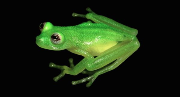 kermit the frog lookalike