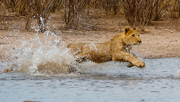 unbelievable reaction of lioness to man who saved her