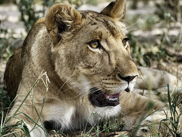 unbelievable reaction of lioness to man who saved her