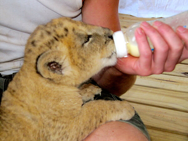 unbelievable reaction of lioness to man who saved her