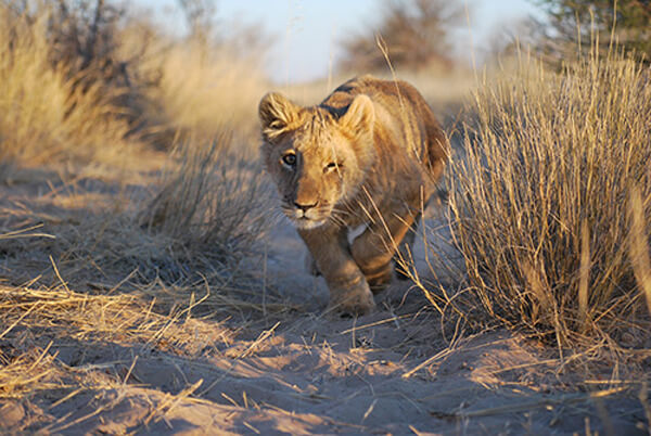 unbelievable reaction of lioness to man who saved her