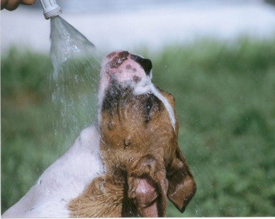 dogs love water 15
