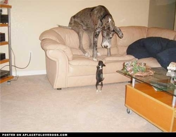 funny oversized dogs