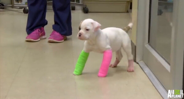 puppies with casts 18