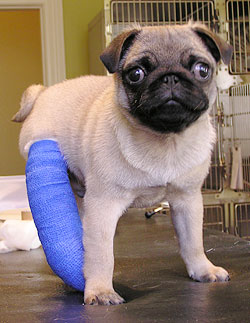 puppies with casts 22