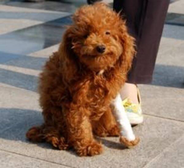 puppies with casts 19