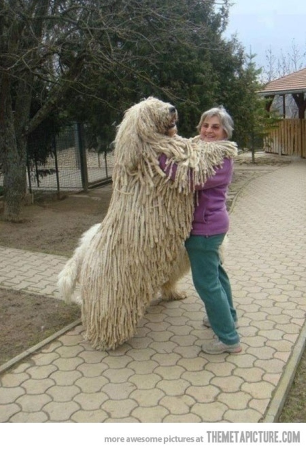 funny oversized dogs