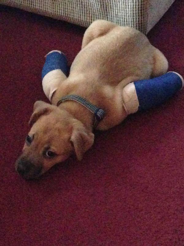 puppies with casts 17