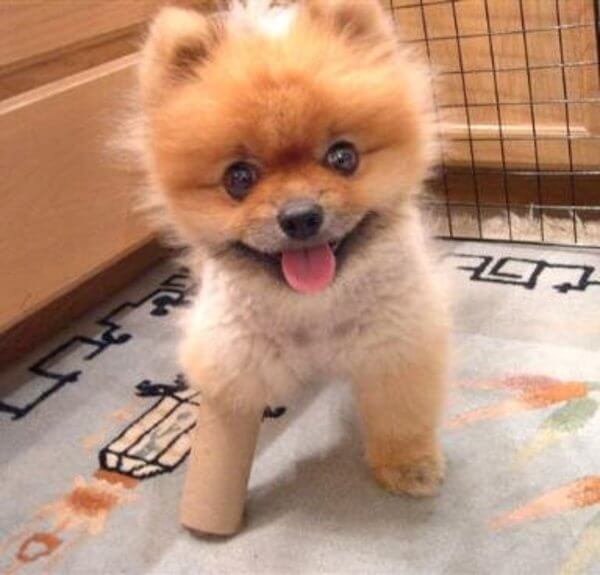 puppies with casts 3