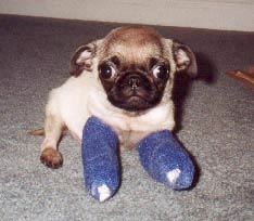 puppies with casts 7