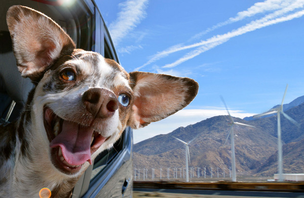 dogs in cars