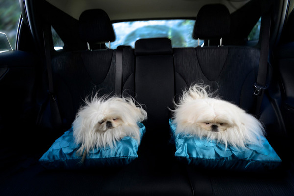 dogs in cars