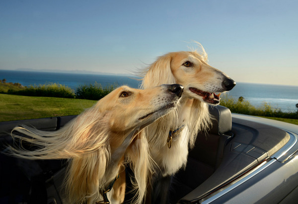 dogs in cars