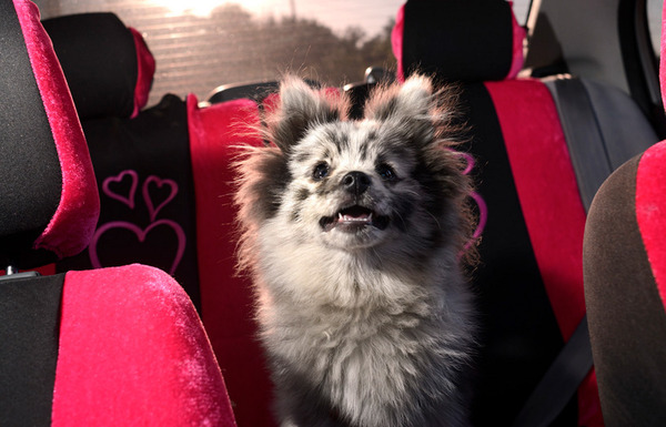 dogs in cars