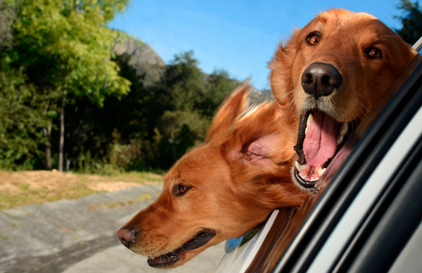 dogs in cars