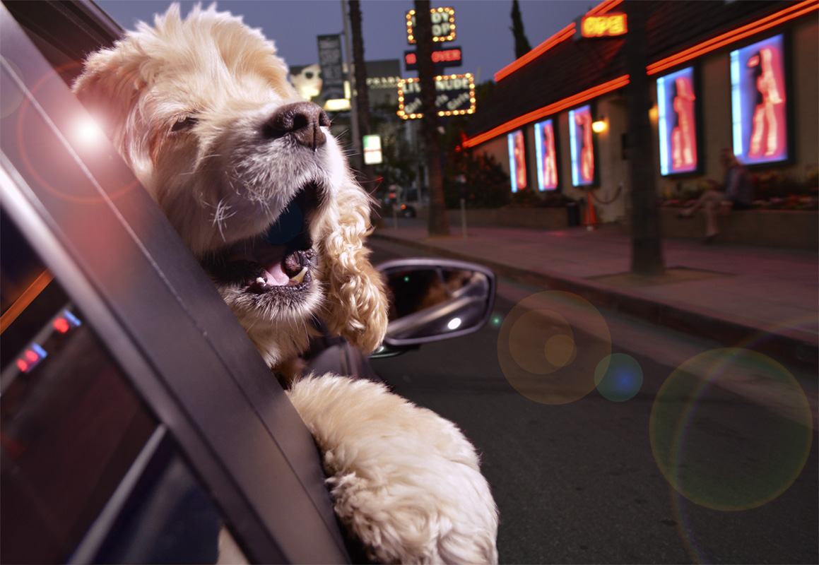 This Is The Happiest Thing You'll See All Day - Dogs In Cars