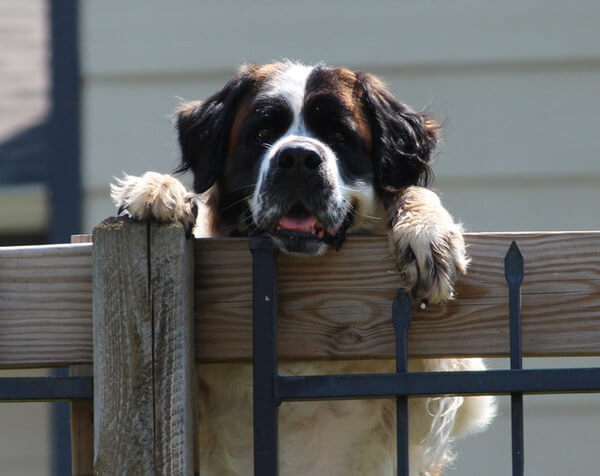 dogs are best friends