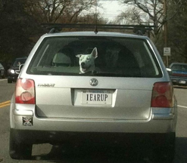 funny license plates