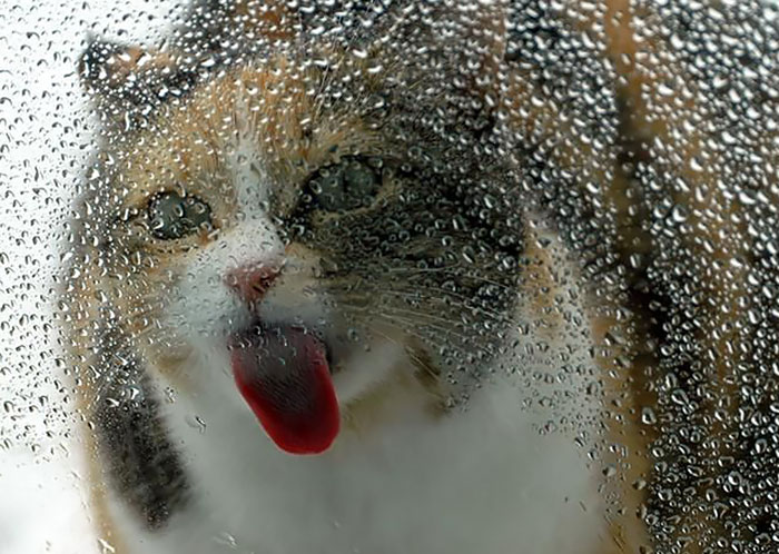 silly animals licking glass26