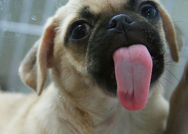 hilarious animals licking glass18