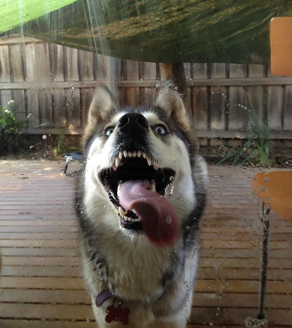 funny pets licking glass12