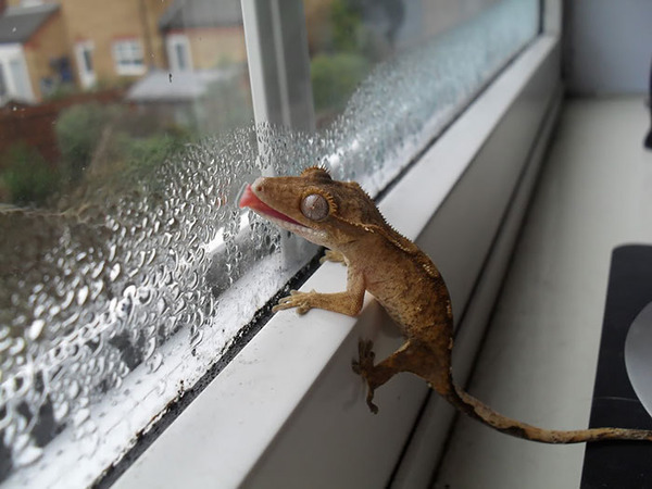 hilarious animals licking glass16