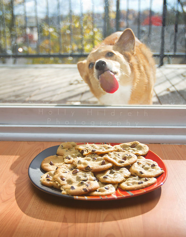 funny pets licking glass13