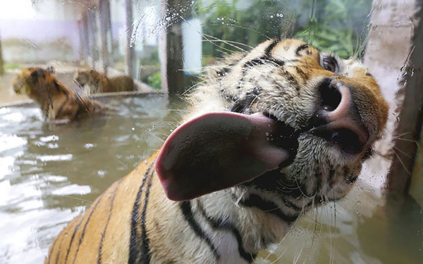 funny animals licking glass5