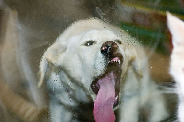 funny pets licking glass10