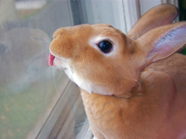 funny pets licking glass11
