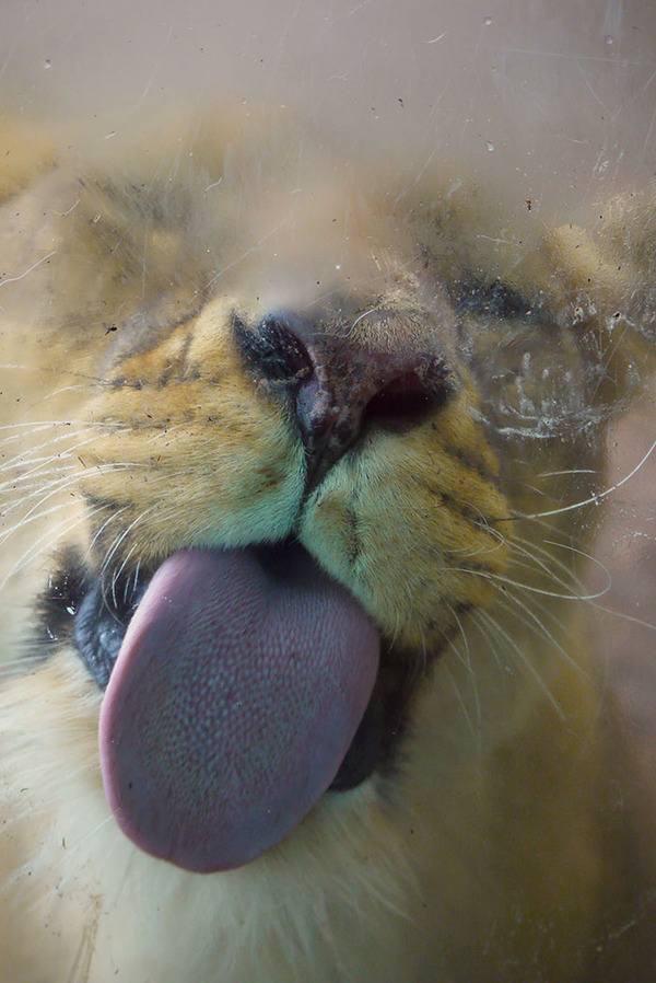 hilarious animals licking glass16