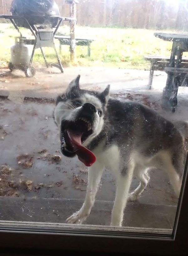 hilarious animals licking glass19