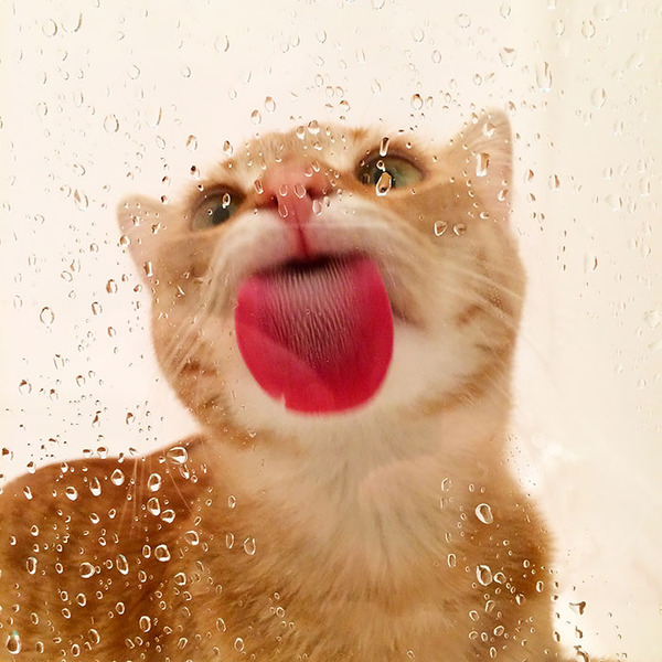 funny animals licking glass7